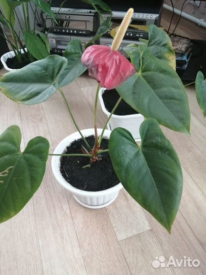 Комнатные цветы