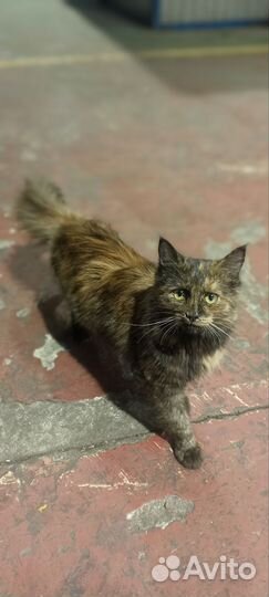 Кошка в дар бесплатно
