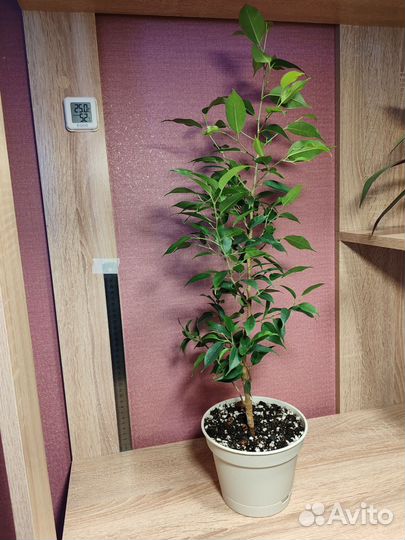 Фикус бенжамина