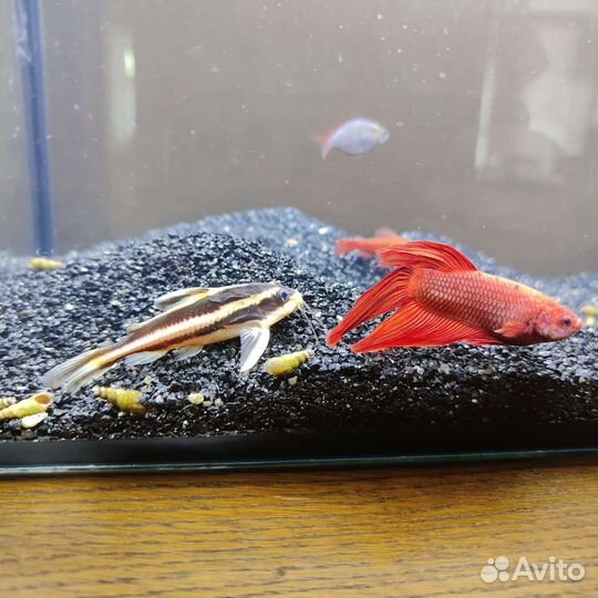 Аквариум с рыбами