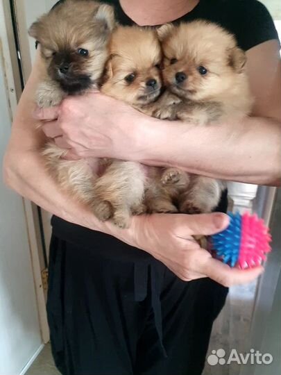 Щенки шпица