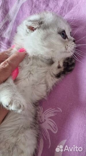 Шотландские вислоухие котята