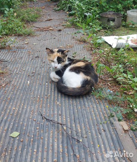 Кошка в добрые руки