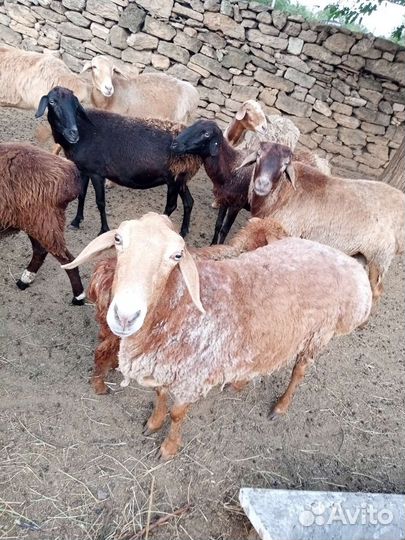 Овцы матки ягнята бараны