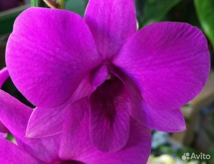 Орхидея дендробиум фаленопсис