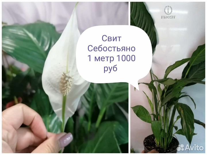 Спатифиллум