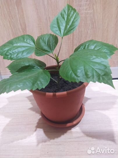 Гибискус китайская роза