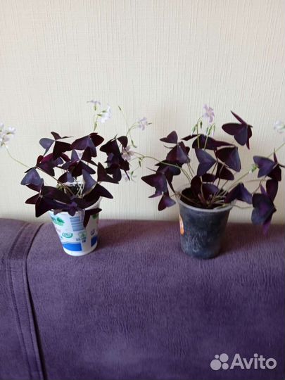 Кислица оксалис 3 сорта