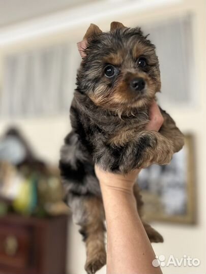 Йорк, мраморный мальчик