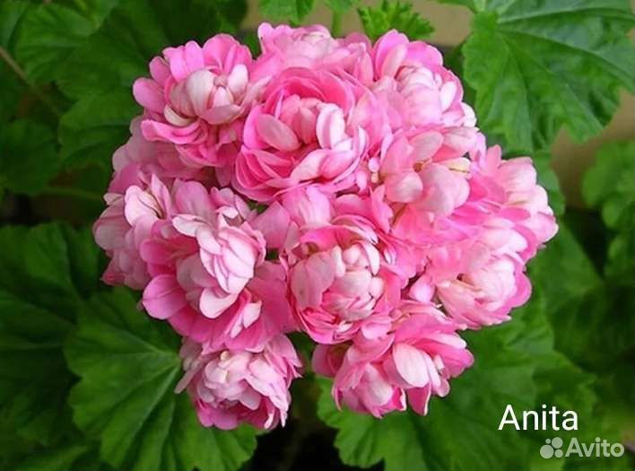 Пеларгония герань