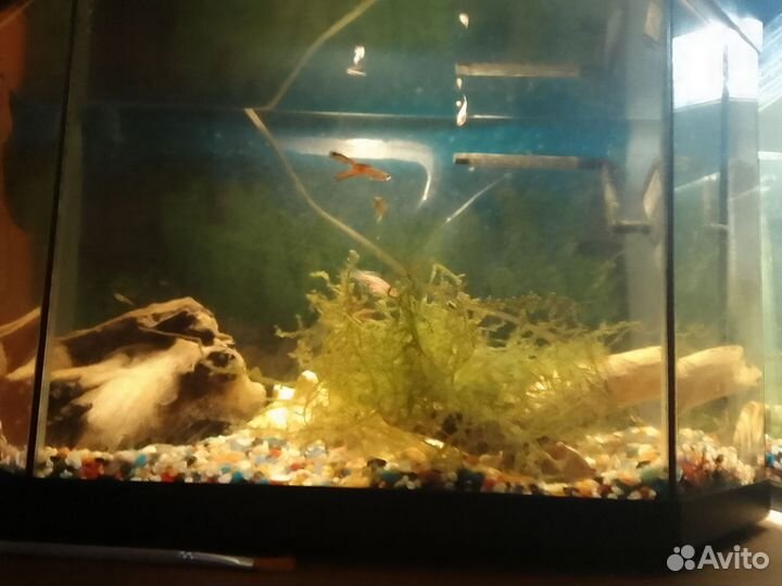 Украшения для аквариума