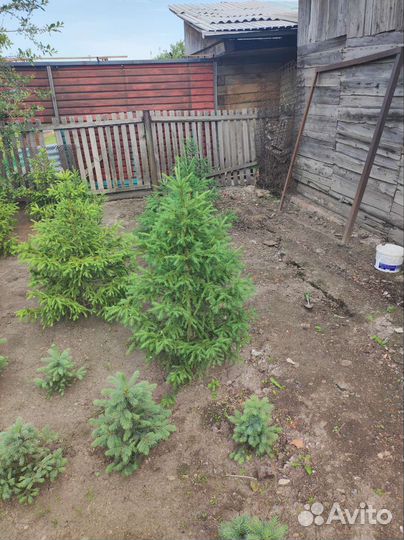 Ель голубая