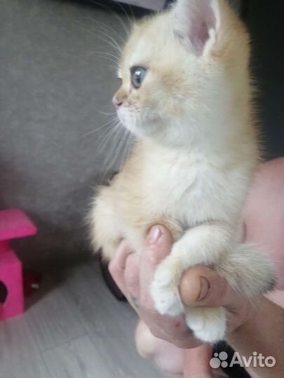 Котенок золотая шишилла