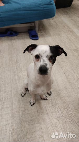 Вязка джек Рассел терьер