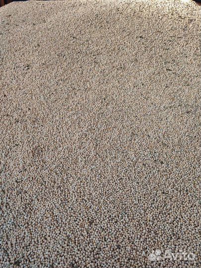 Зерно. Ячмень, горох, семечка