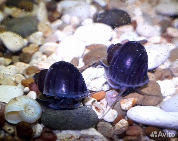 Ампулярии черничные