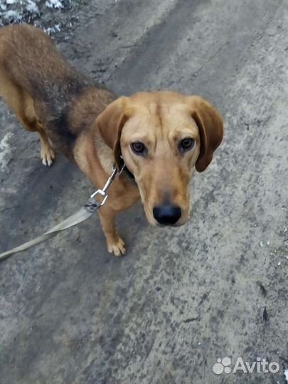 Собаки щенки Русской гончей