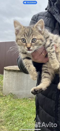 Котенок кошка