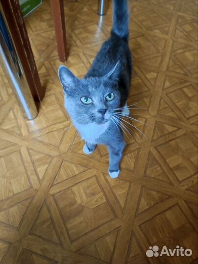 Кошечка в поисках дома