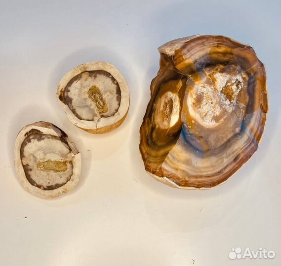 Окаменелости динозавров