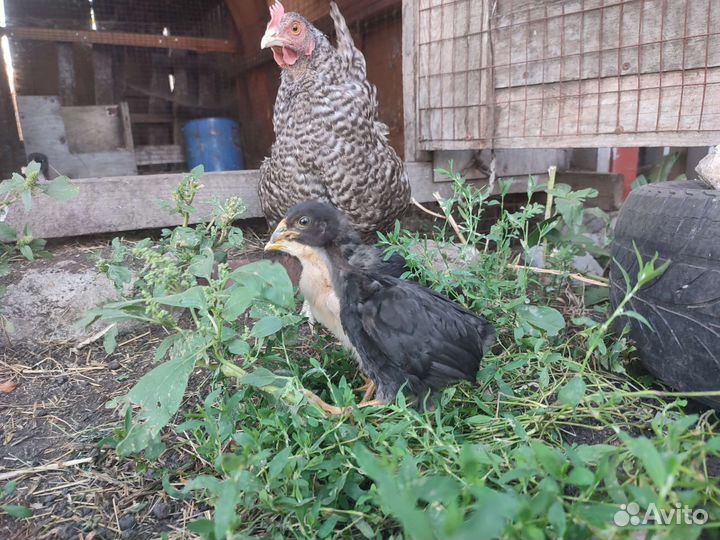 Цыплята породистые и помесные под заказ