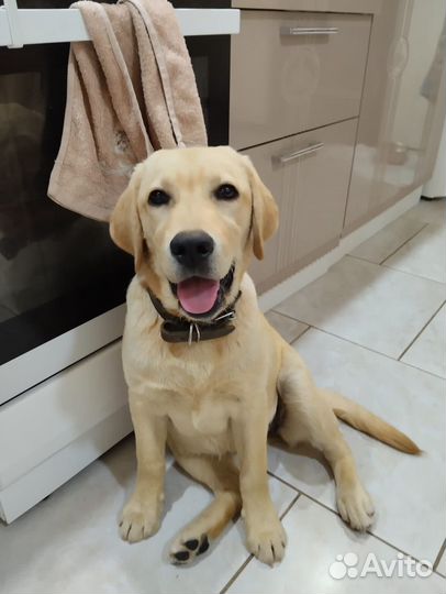Лабрадор ретривер