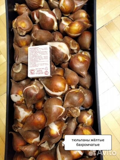 Луковицы тюльпанов
