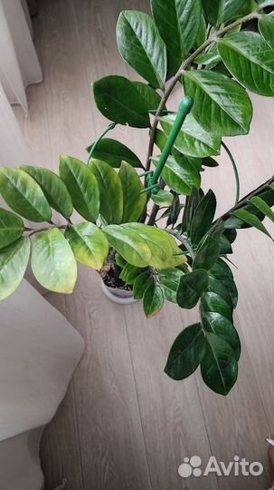 Замиокулькас