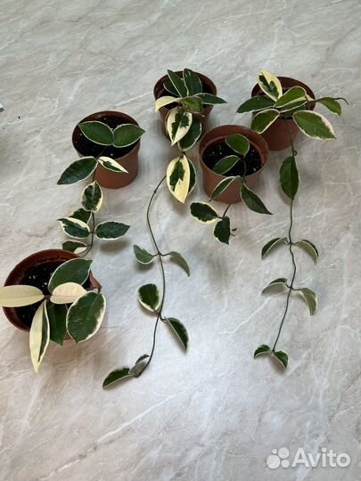 Хойя кримсон квин