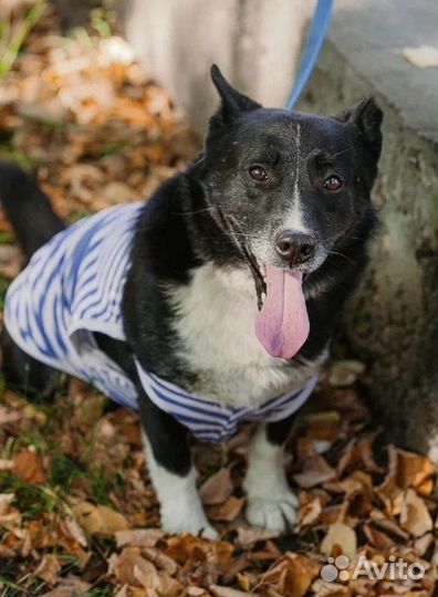 Собака в семью