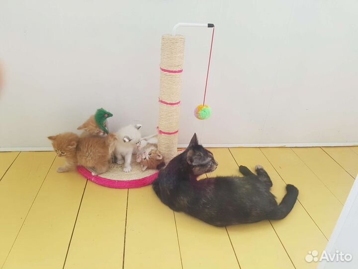 Передержка кошек, крыс и хомяков, свинок