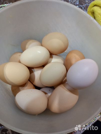 Домашние куриные яйца