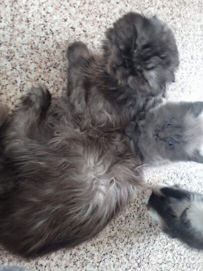 Кошки вислоухие в добрые руки