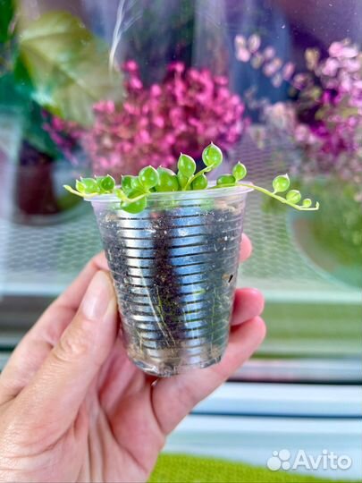 Крестовник роули