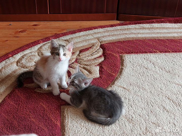 Котята в добрые руки бесплатно