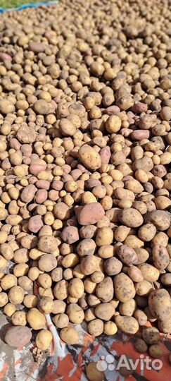 Семенной картофель