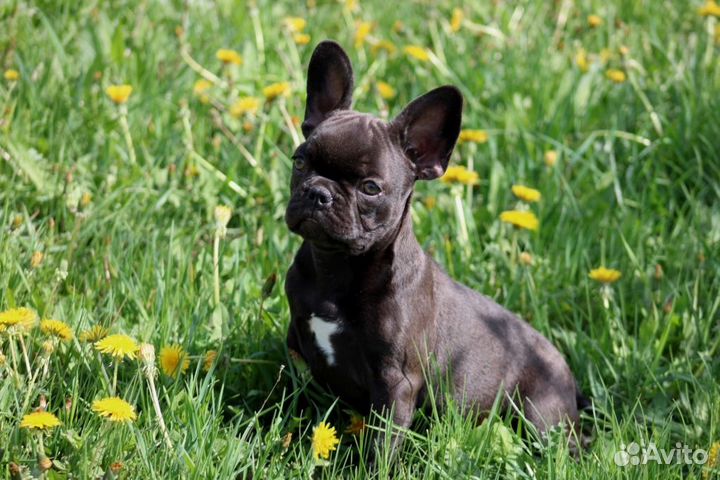 Девочка француженка