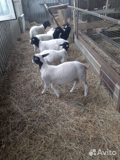 Овцы Дорпер