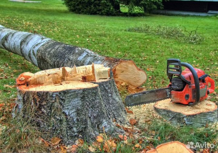 Спил деревьев