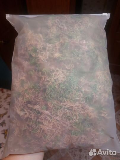 Мох сфагнум магелланский живой