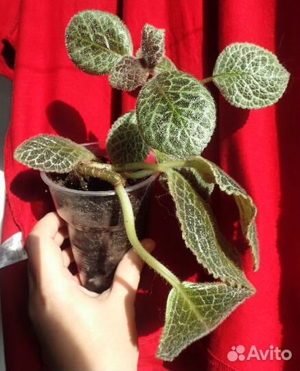 Медно-красная эписция макушки