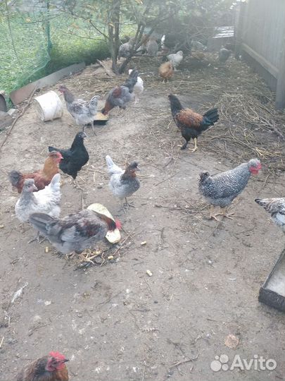 Куры молодки 4 месяца крупные