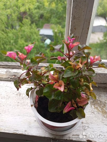 Альтернатера бетзикиана