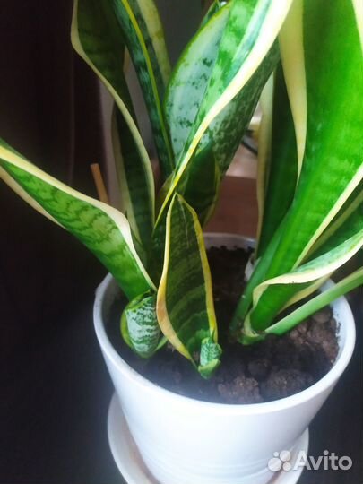 Сансевьерия