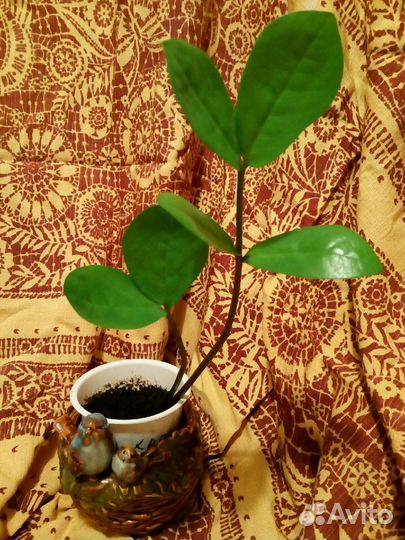 Замиокулькас, долларовое дерево