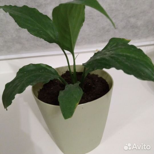 Спатифиллум