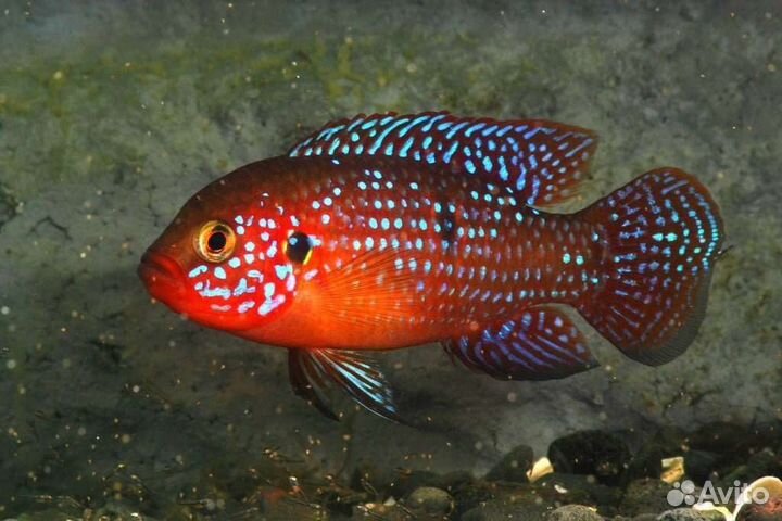 Рыбка аквариумная,в наличии и под заказ