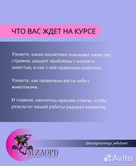Курс Груминга milord