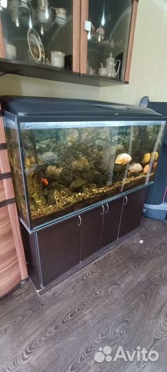 Аквариум с тумбой 550 литров