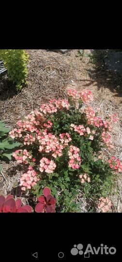 Вегетативная ампельная вербена